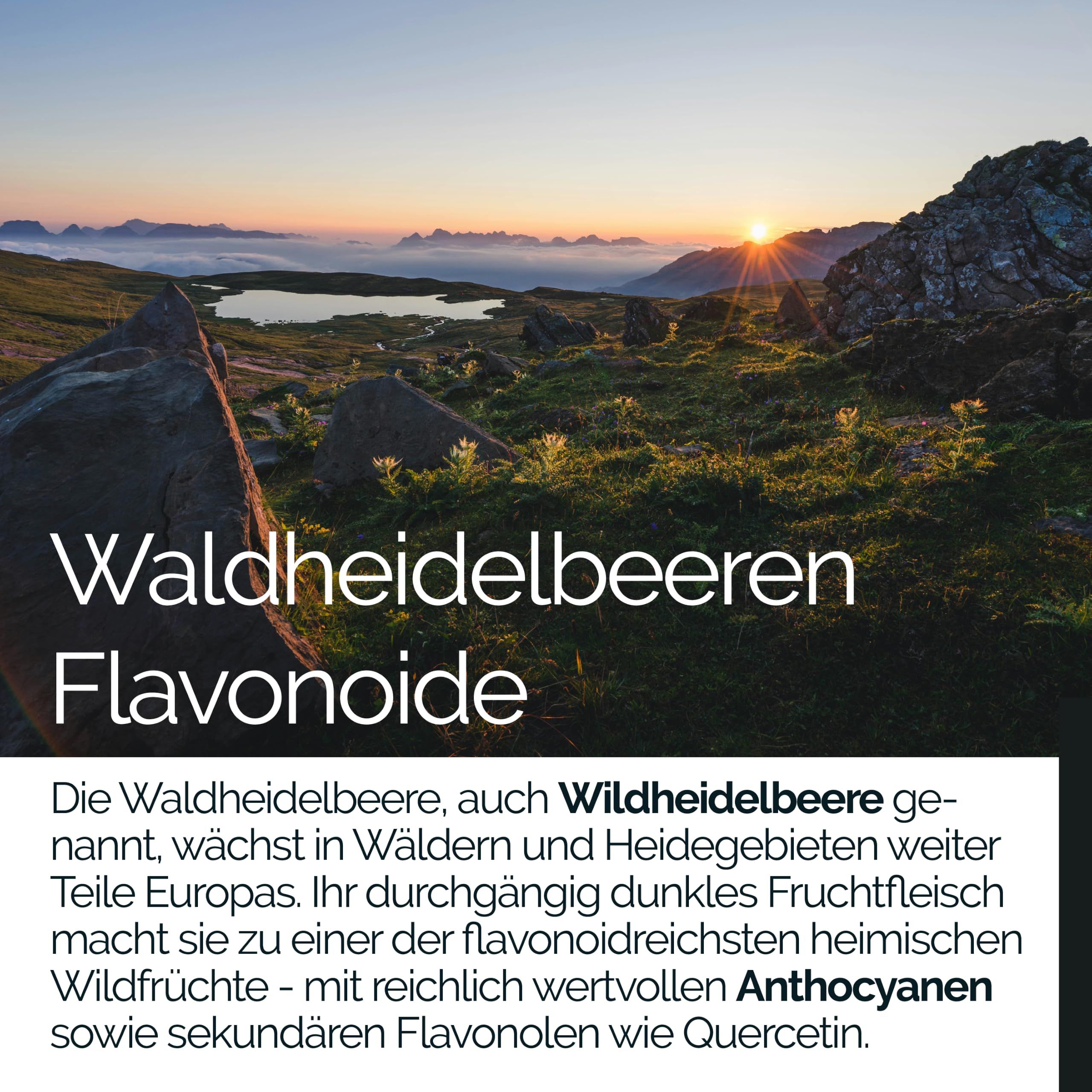 TAVI® Wald-Heidelbeere Extrakt Kapseln (Wildheidelbeere, Bilberry 15:1)