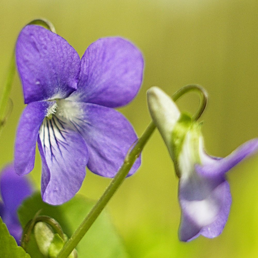 PHI Essences - Veilchen Wildblüten Essenz