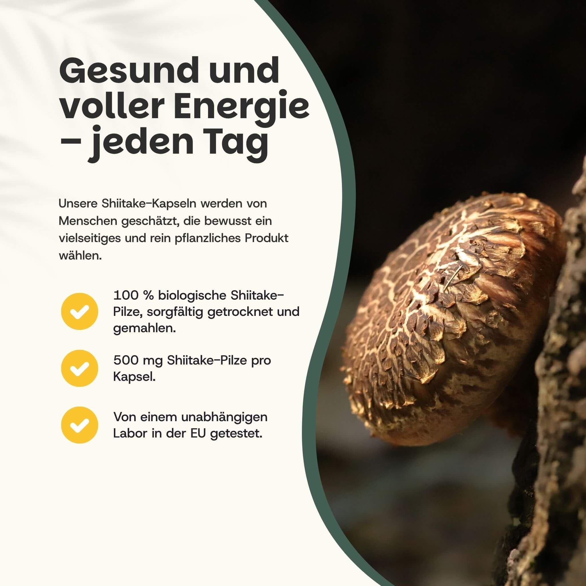 Nahaufnahme eines Shiitake-Pilzes. Text: 100% biologische Shiitake-Pilze, 500 mg Shiitake-Pilze pro Kapsel, getestet.