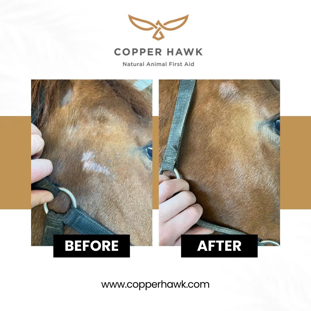 Vorher-Nachher-Vergleich. Haut eines Pferdes mit kahlen Stellen (vorher) und geheilter Haut (nachher). Logo: Copper Hawk.