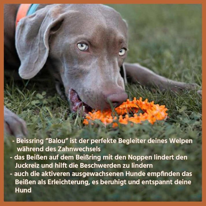 Hund beißt auf orangefarbenen Beißring mit Noppen. Text: Beißring "Balou"...