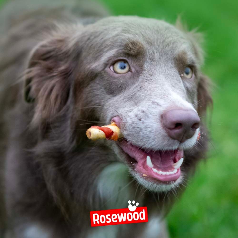 Hund mit einem Rosewood Trio Stick im Maul. Logo Rosewood.