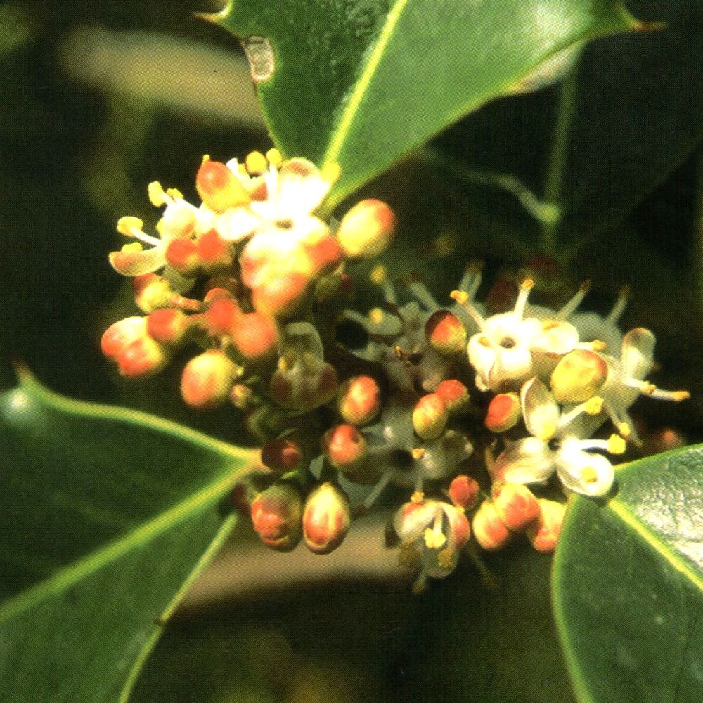 Nahaufnahme von Holly-Blüten und -Knospen an einem grünen Zweig. Blüten weiß und gelb, Knospen orange-rot.