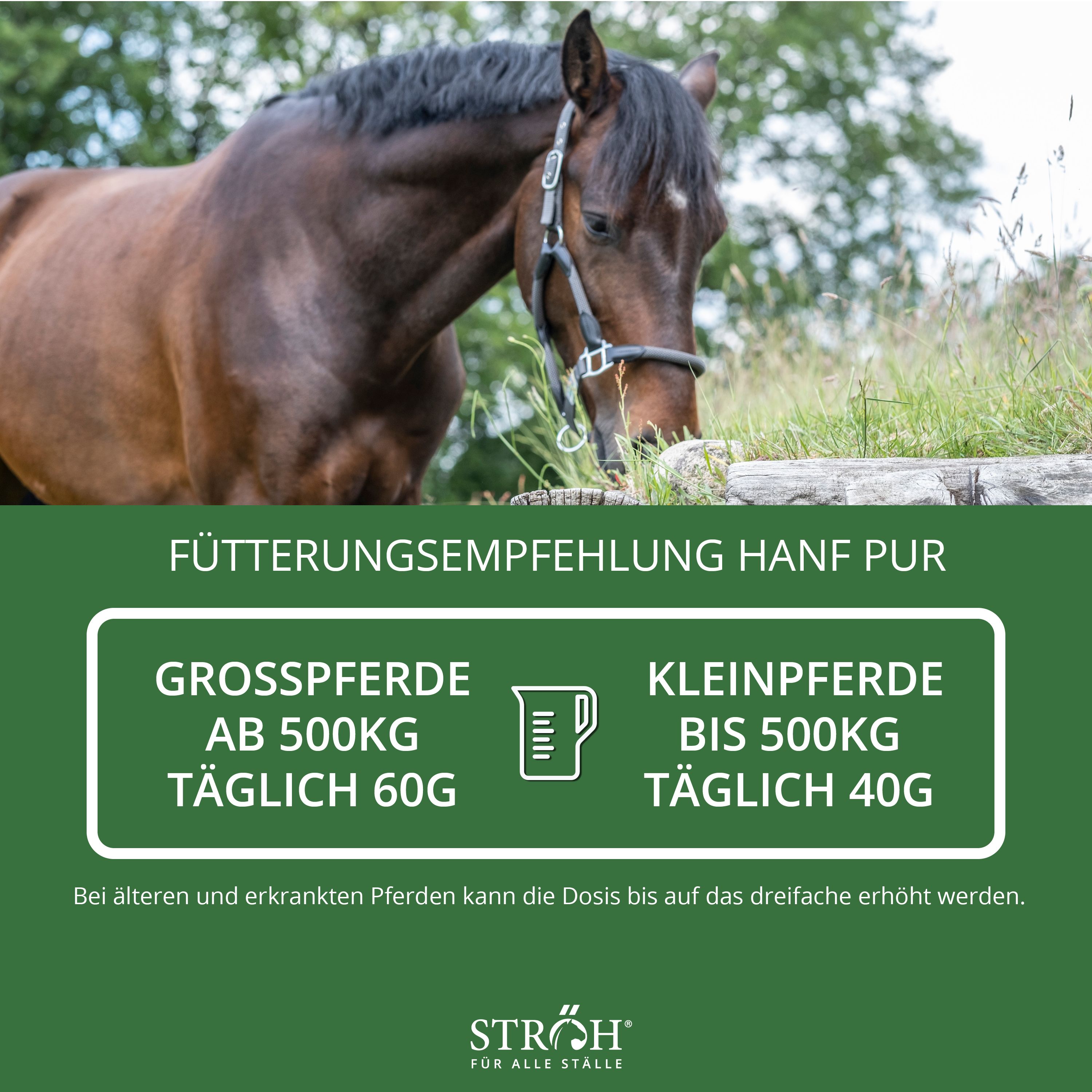 Text: Fütterungsempfehlung HANF PUR. Großpferde ab 500kg: 60g täglich. Kleinpferde bis 500kg: 40g täglich. Marke STRÖH.