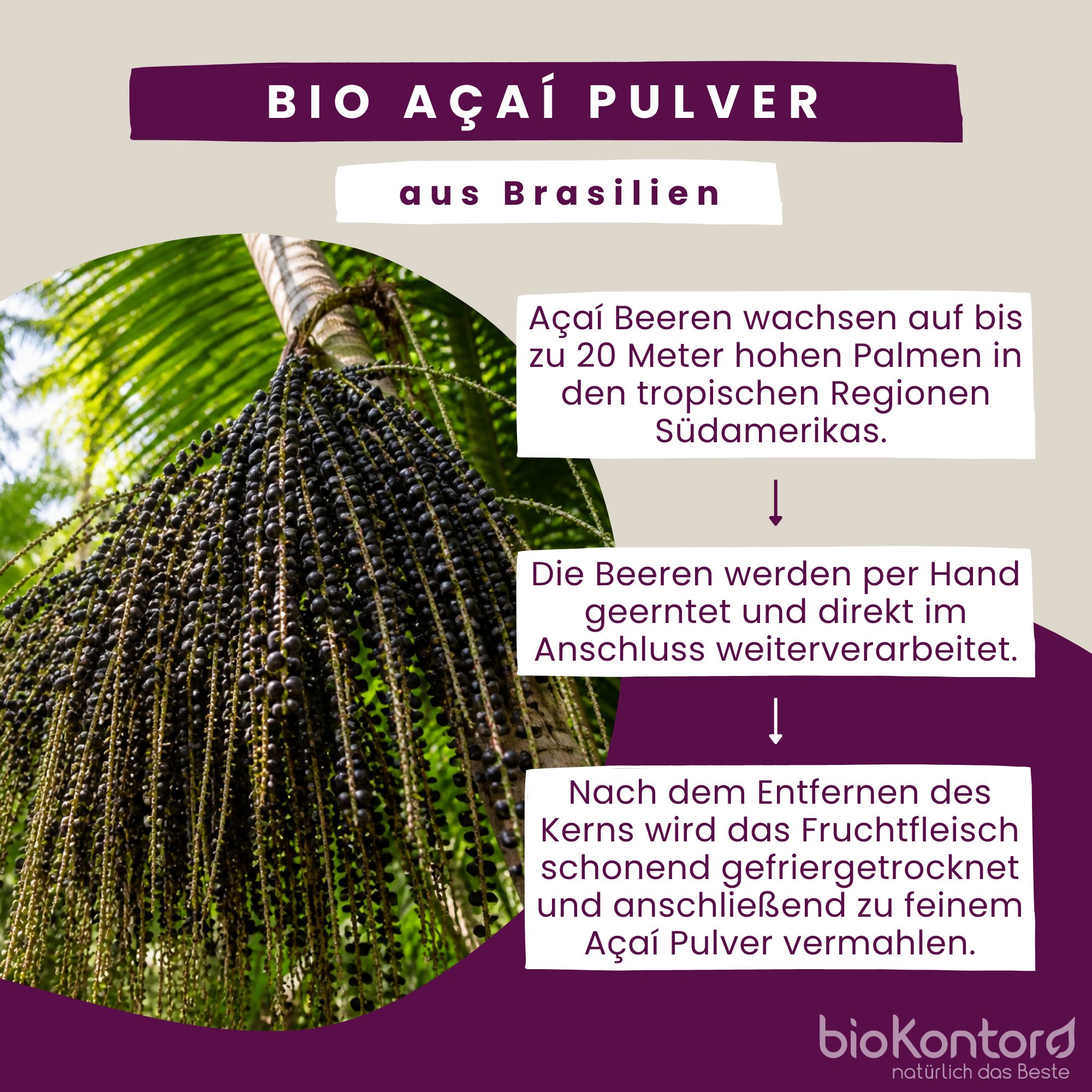 Açai Beeren wachsen an Palmen in Südamerika und werden zu Pulver verarbeitet.