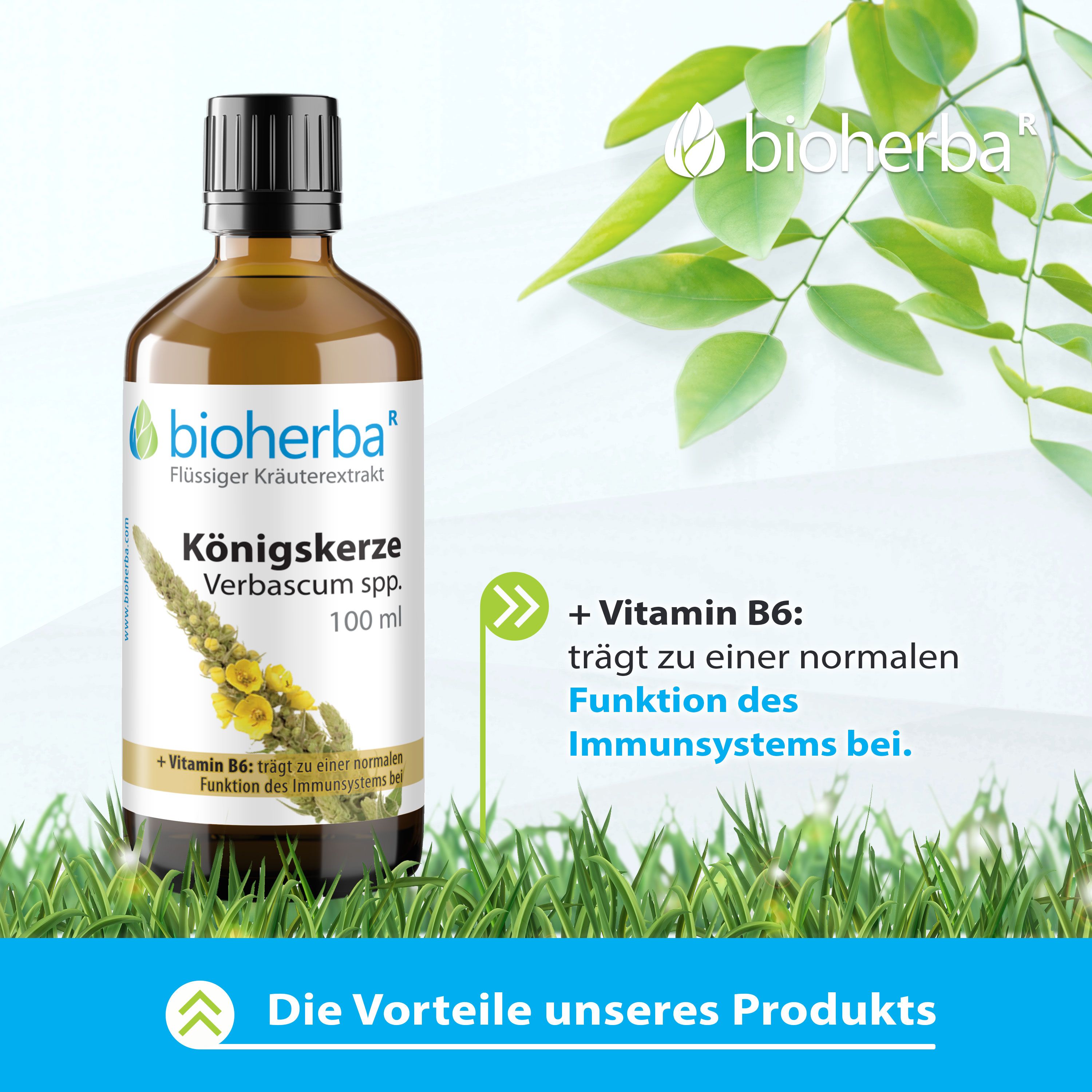 Braune Glasflasche mit schwarzem Deckel. Etikett mit Produktname: Königskerze Verbascum spp. Tropfen. Text: + Vitamin B6: trägt zu einer normalen Funktion des Immunsystems bei.