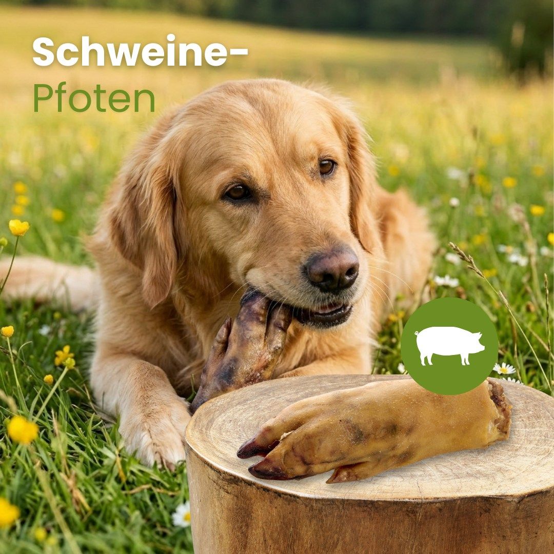 Grafik mit Schweinepfote, Pfeilen und Text: 'Hoher Proteingehalt', '100% Schwein'.