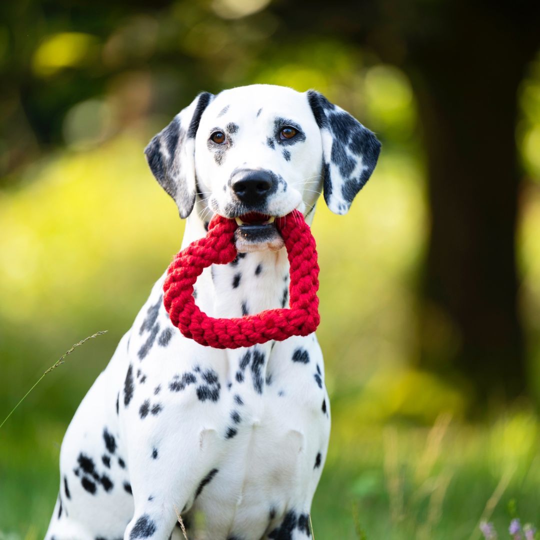 Hundespielzeug Hertha Heart - Laboni 1 St