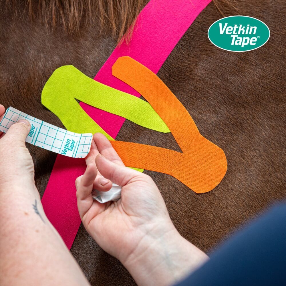 Hände legen orangefarbenes und neongrünes VetkinTape auf ein Pferd.