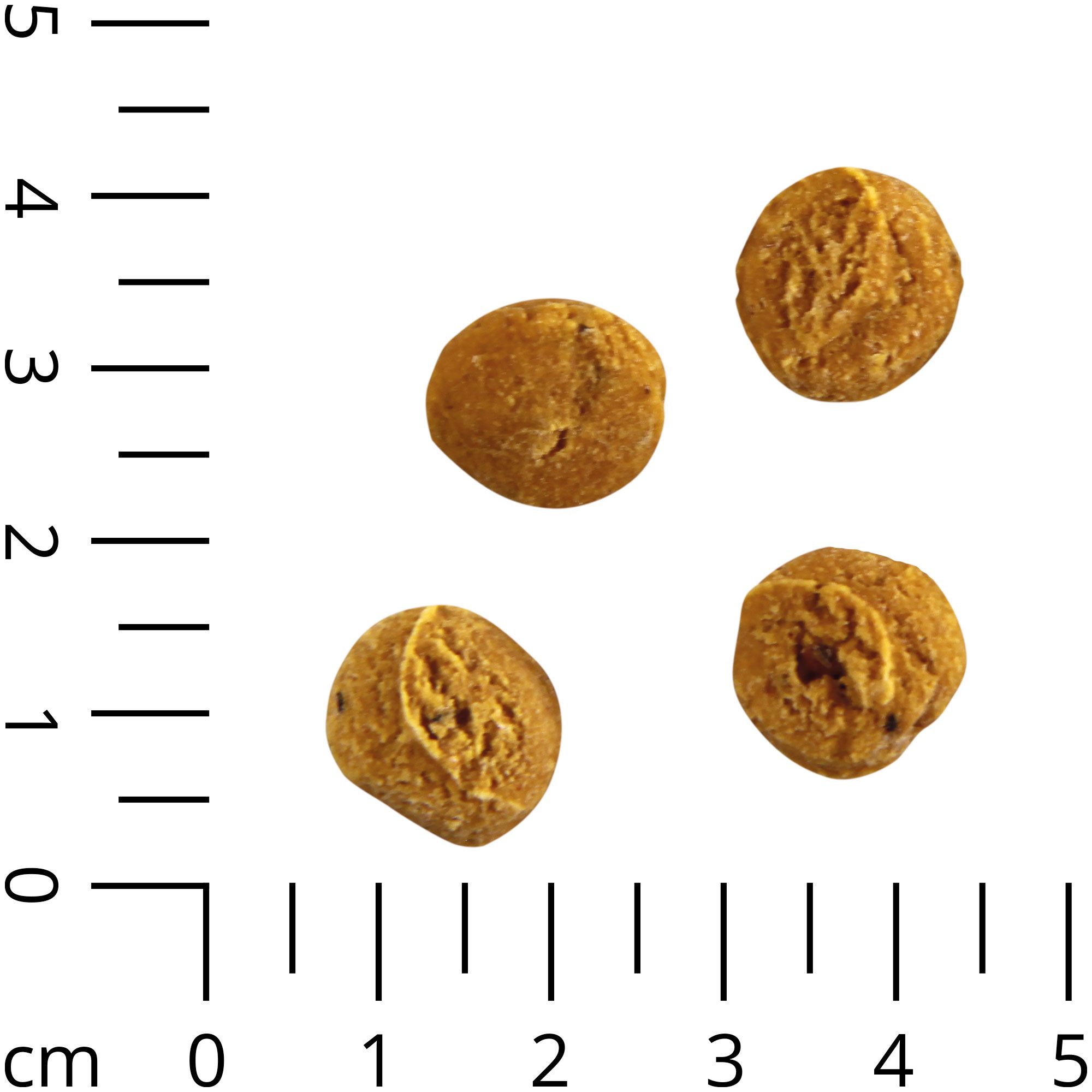 Insecta Nibbles Mealworm (Mehlwurm und Kürbis) Hundekekse - hochwertiges Protein