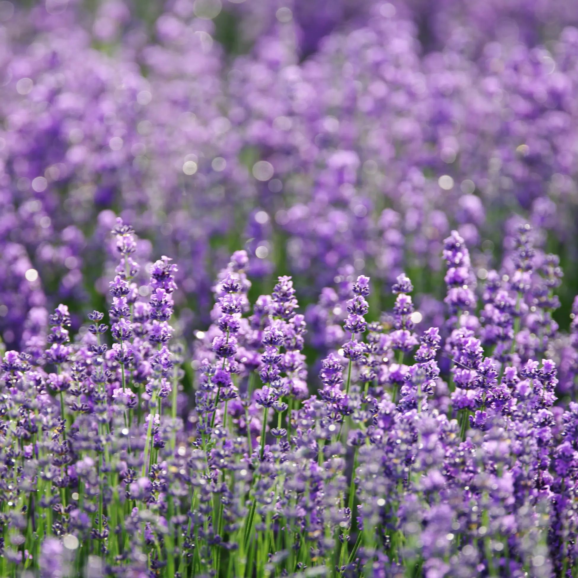 Nahaufnahme eines Lavendelfeldes mit violetten Blüten. Unschärfer Hintergrund.