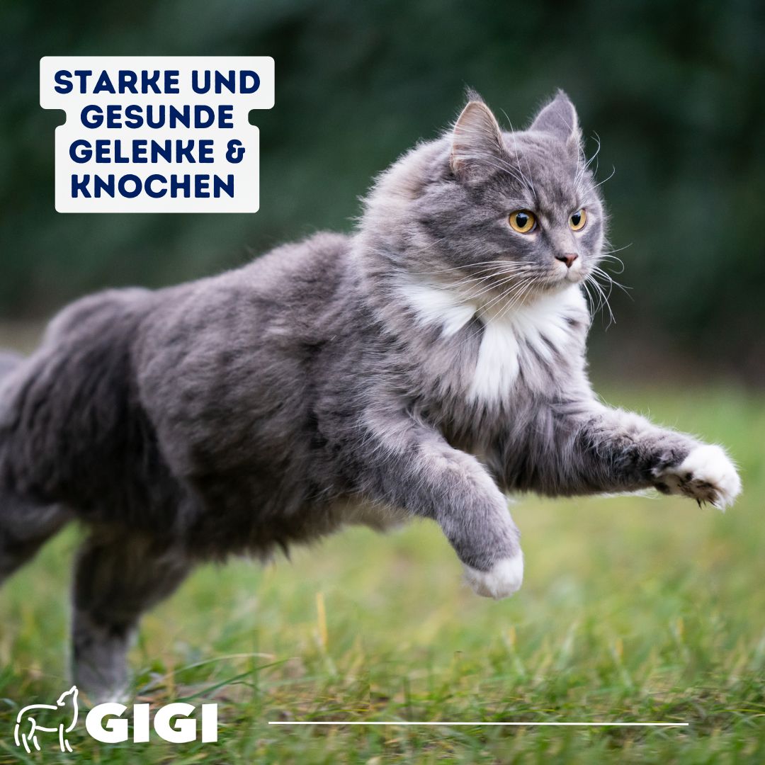 Graue Katze springt über grünes Gras. Text: Starke und gesunde Gelenke & Knochen. GIGI Logo.