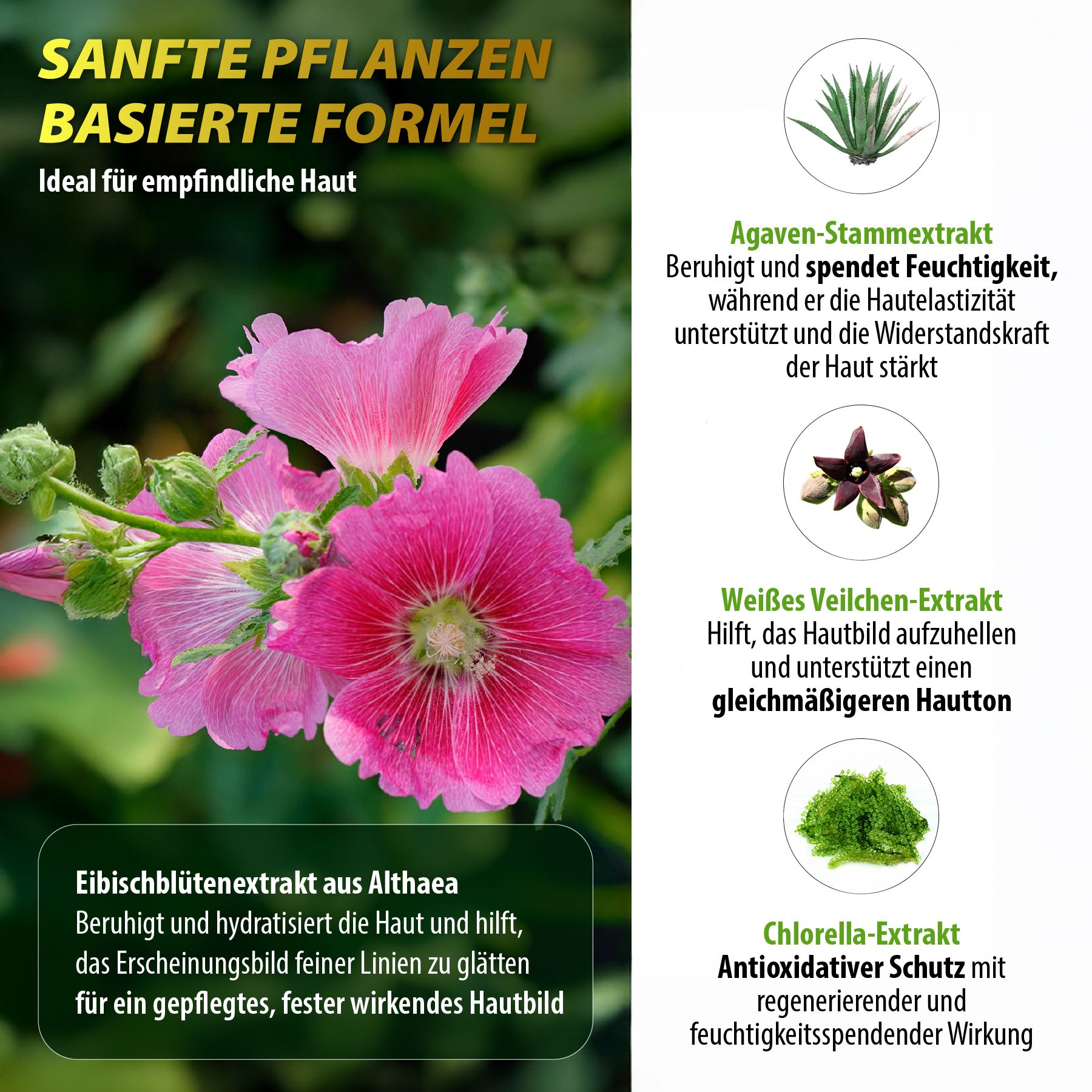 Blumen und Pflanzen. Text: Sanfte pflanzenbasierte Formel. Agaven-Stammextrakt, Weißes Veilchen-Extrakt, Eibischblütenextrakt, Chlorella-Extrakt.