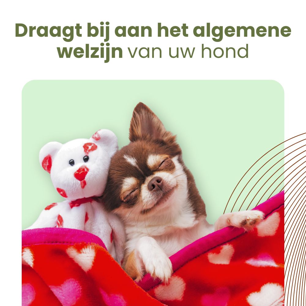 Een hond ligt ontspannen op een deken met een teddybeer. Roze deken met harten.