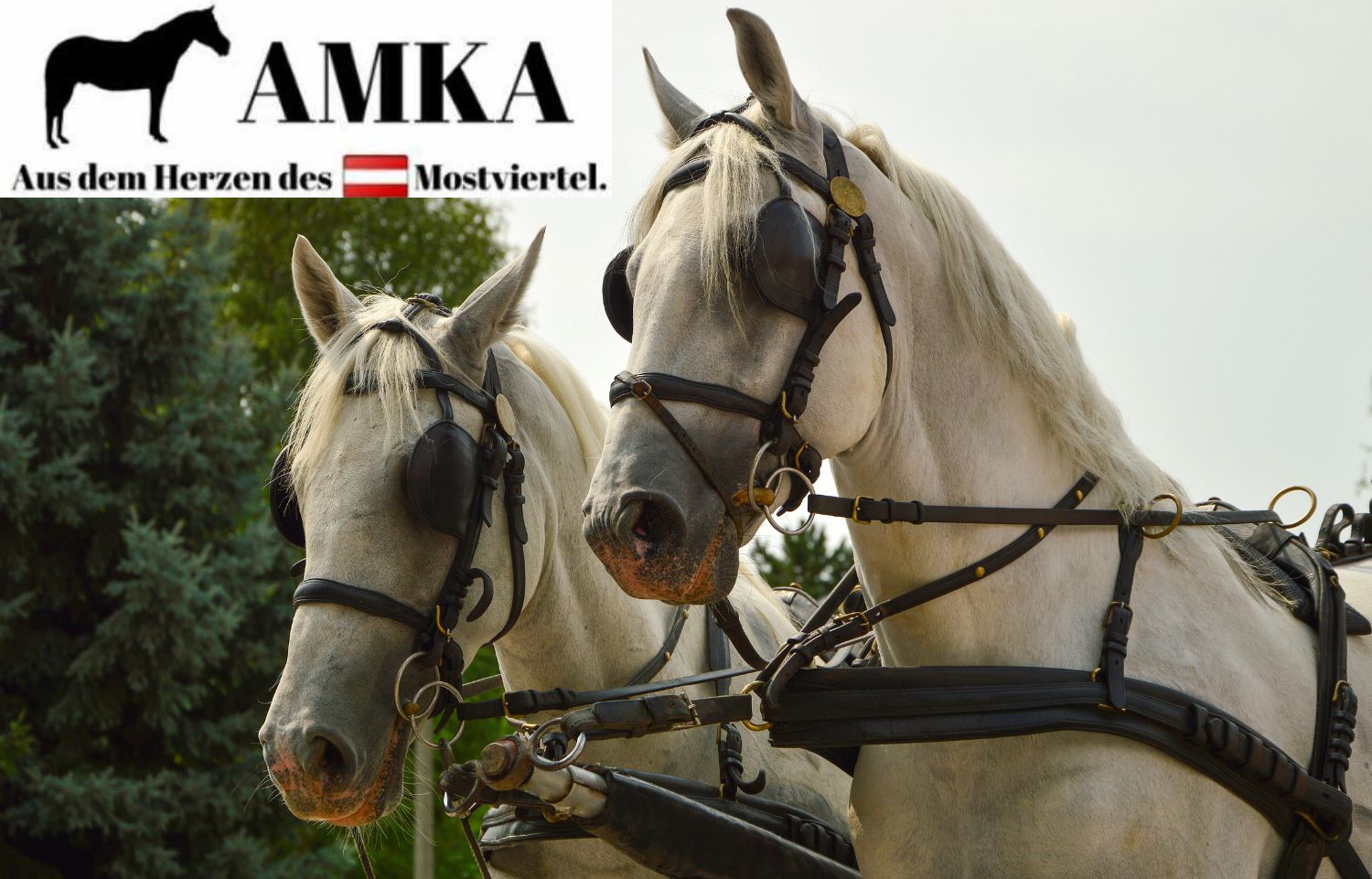 Zwei Pferde mit Zaumzeug und Augenklappen. Text: AMKA, Aus dem Herzen des Mostviertels.
