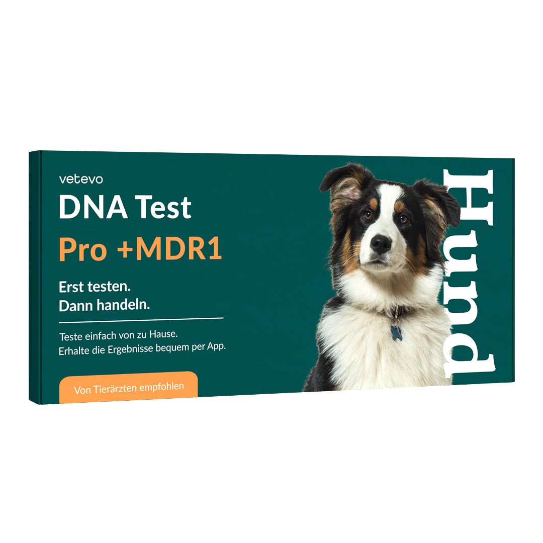 Smartphone-Bildschirm mit Testergebnissen. Diagramm zeigt Rasseanteile. App-Bewertung: 4.8 Sterne. Trending-Auszeichnung.