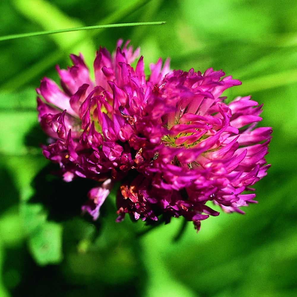 Nahaufnahme einer roten Kleeblüte mit grünen Blättern im Hintergrund.