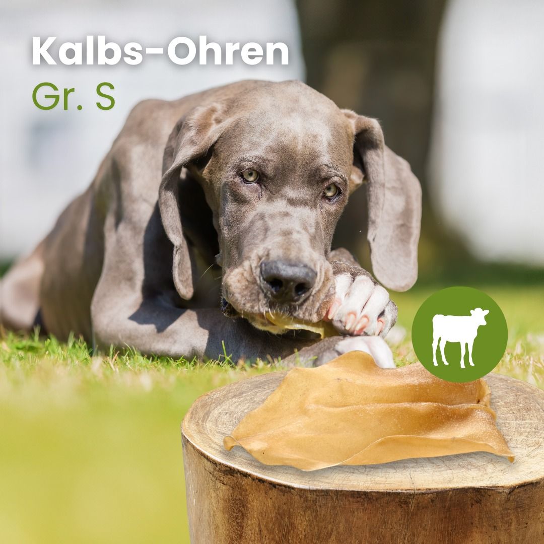 Ein Hund kaut auf einem getrockneten Kalbs-Ohr, das auf einem Holzstamm liegt.