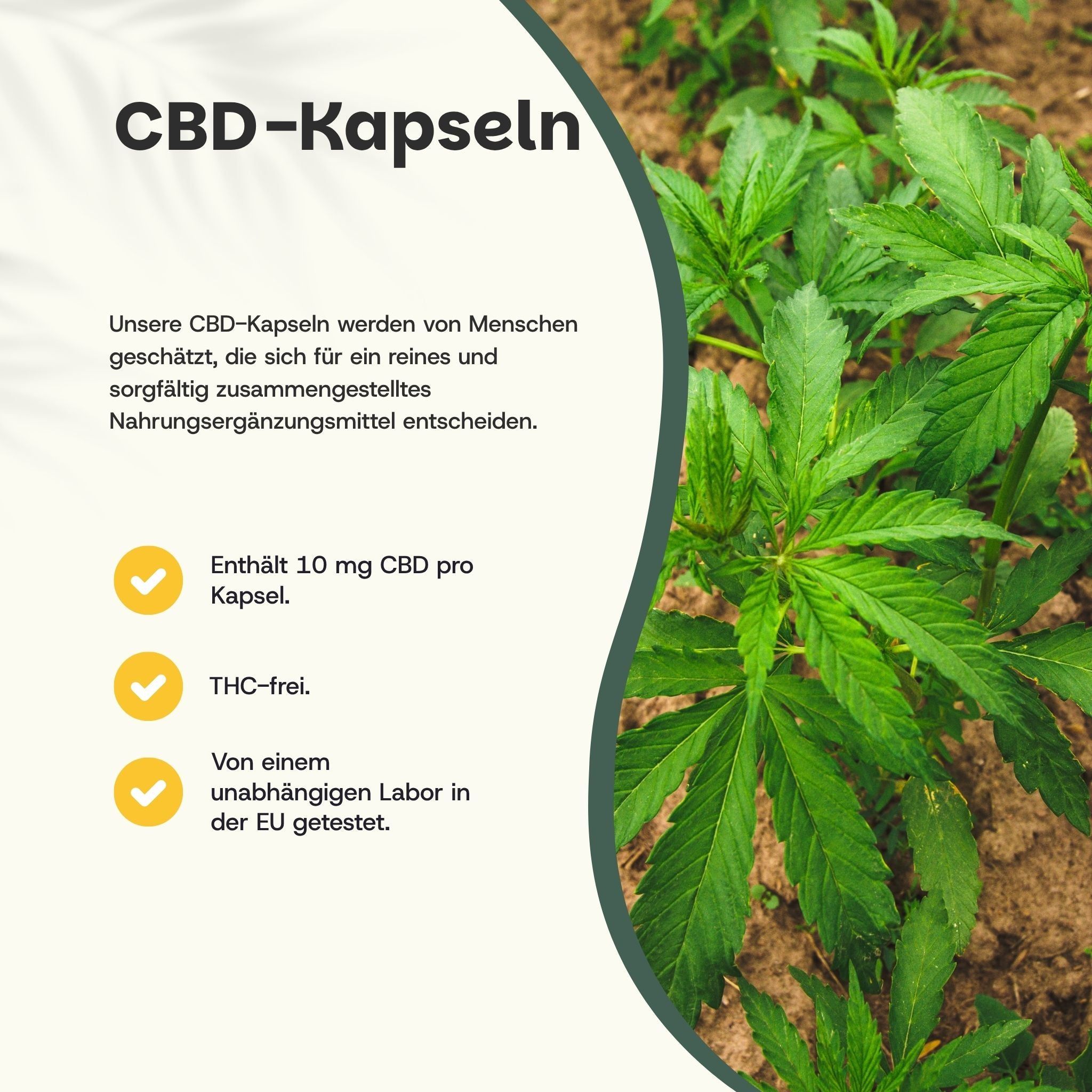 Text mit Überschrift CBD-Kapseln. Aufzählungspunkte: 10 mg CBD pro Kapsel, THC-frei, getestet von unabhängigem Labor in der EU.