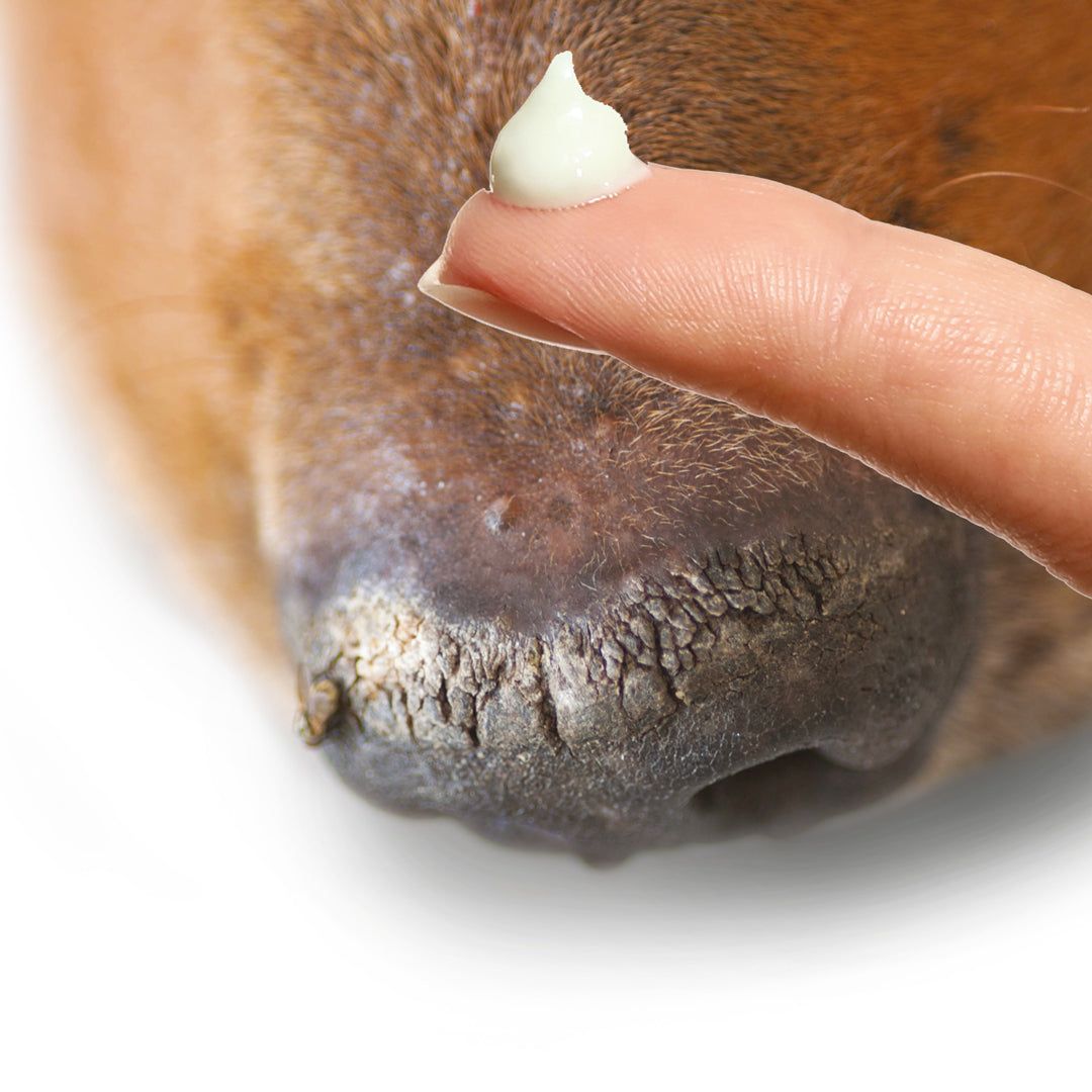 Nahaufnahme einer Hundeschnauze mit trockener Haut. Ein Finger trägt eine kleine Menge Creme auf. Hintergrund weiß.