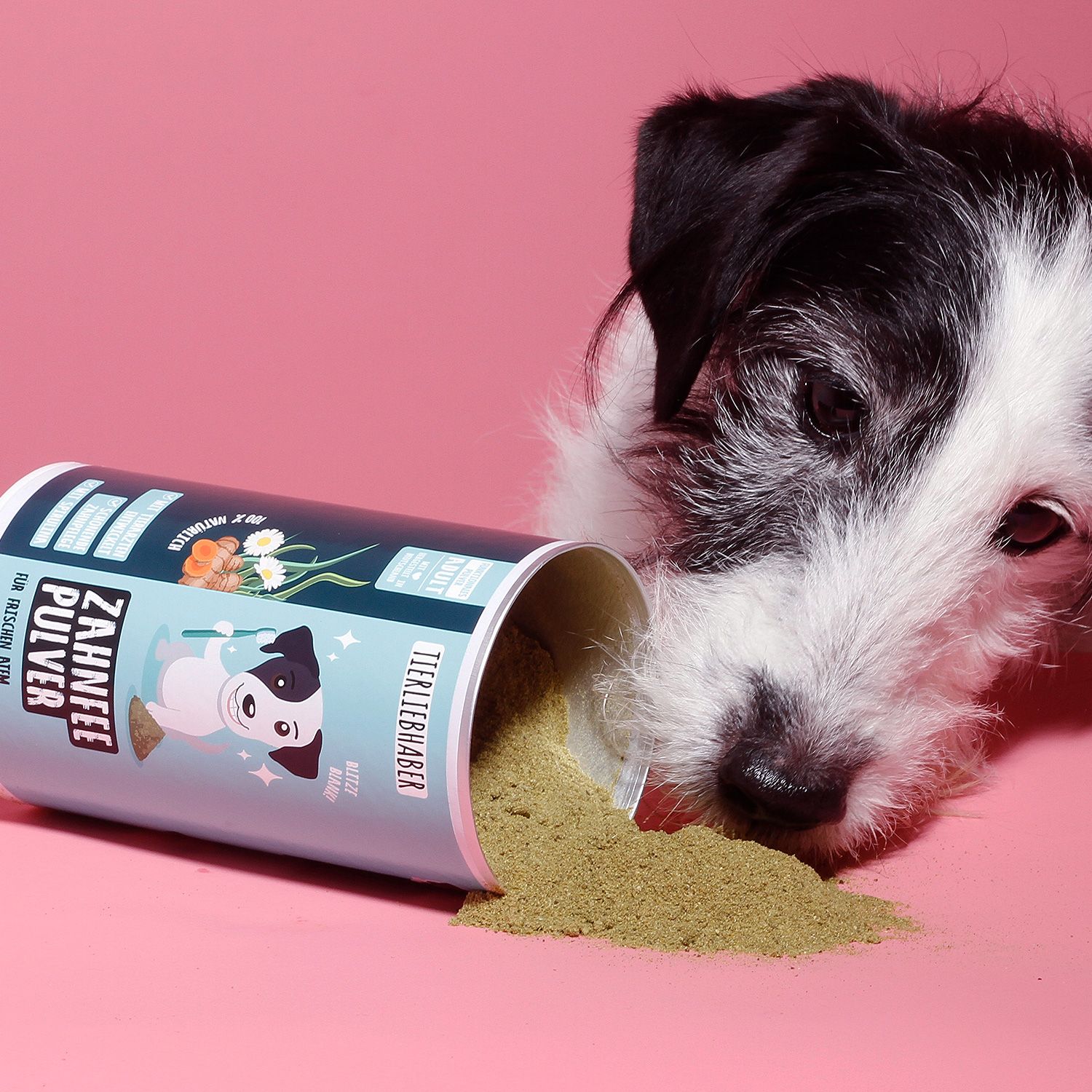 Umgekippte Zahnfee Pulver Dose mit Pulver auf rosa Untergrund. Aufschrift: Zahnfee Pulver, für frischen Atem.