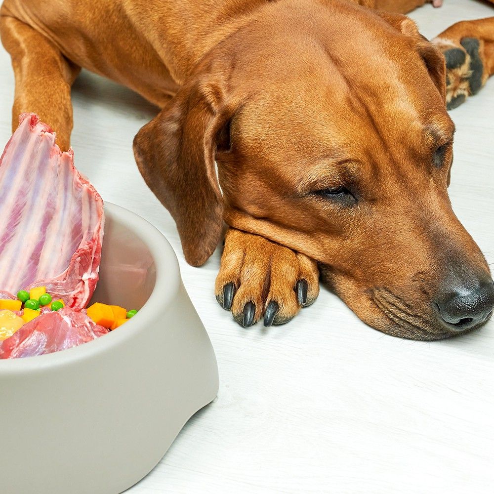 Brauner Hund liegt neben Napf mit Fleisch und Gemüse. Der Hund hat die Augen geschlossen.