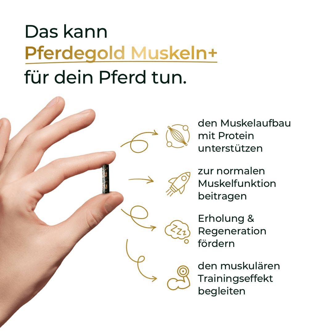 Pferdegold Muskeln+