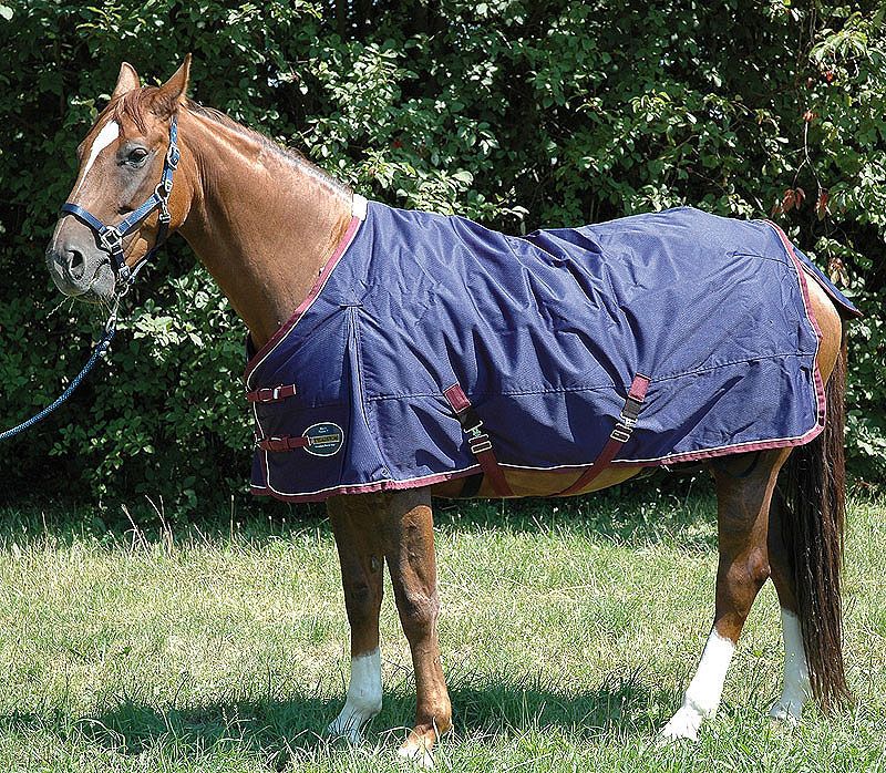 Braunes Pferd mit blauer Decke. Decke mit roter Umrandung und Gurten. Pferd steht auf einer Wiese.