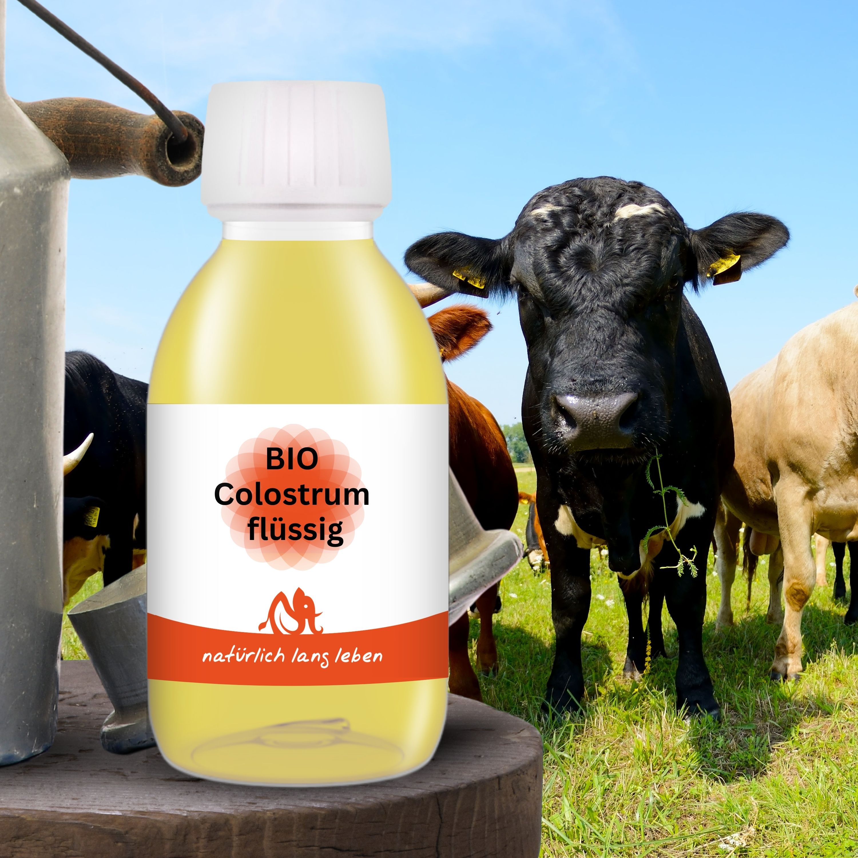 Flüssiges BIO Colostrum in einer transparenten Flasche mit weißem Deckel und Etikett. Kühe im Hintergrund.