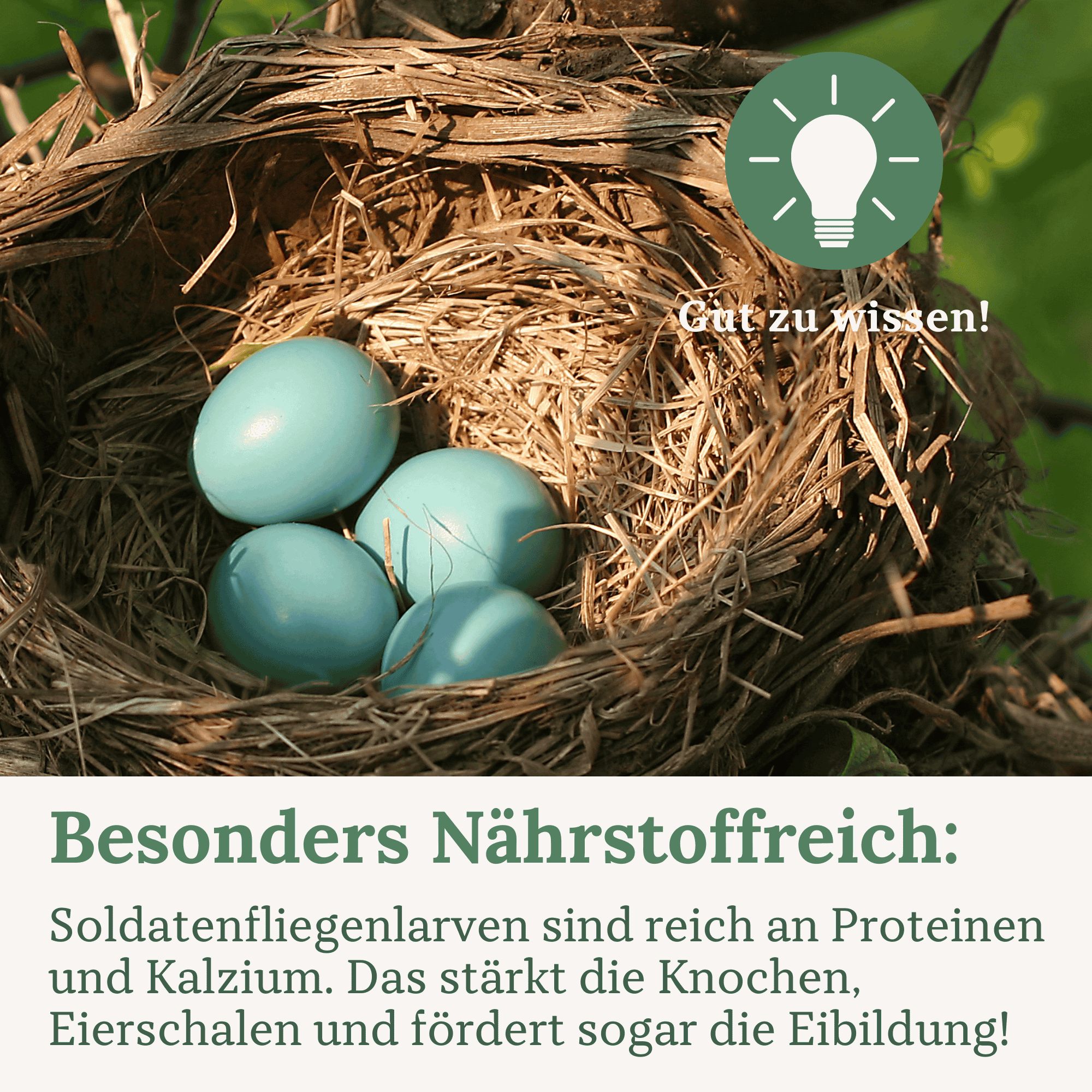 Vier blaue Vogel-Eier in einem Nest. Text: "Besonders Nährstoffreich". Glühbirnen-Symbol oben rechts.