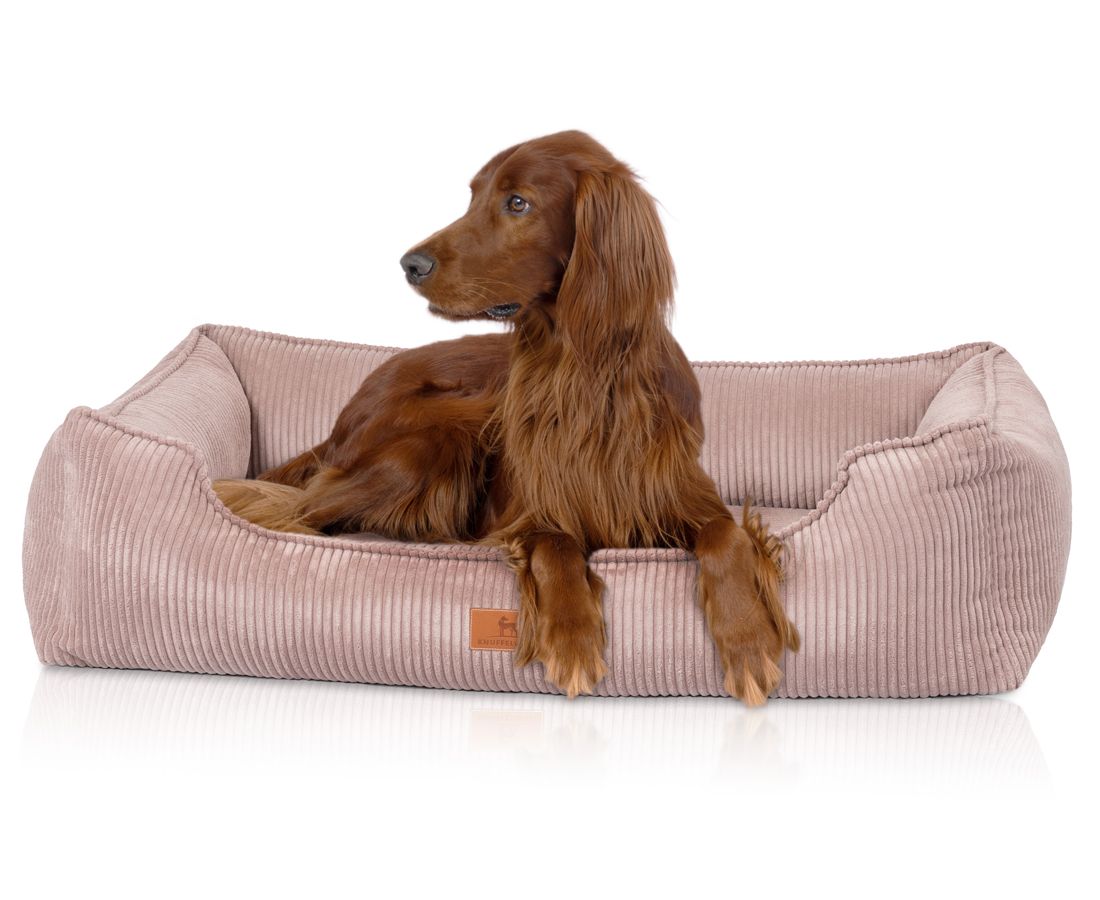Hund liegt in orthopädischem Hundebett, rosa Cord-Optik. Rötlich-braunes Fell. Auf hellem Hintergrund.