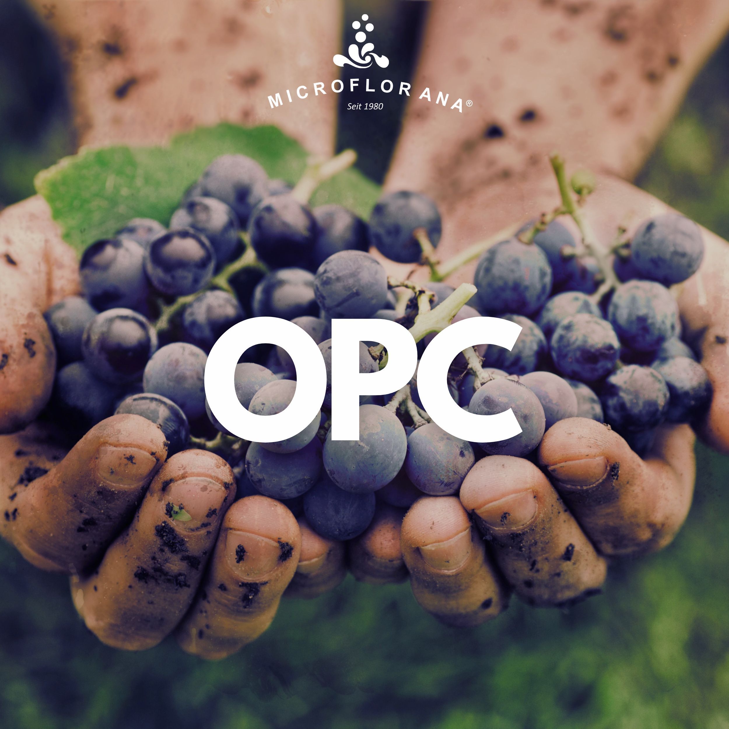 Hände halten Trauben. Text: OPC.