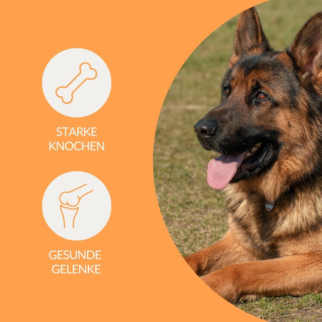 vetevo Flexi Bites Hund