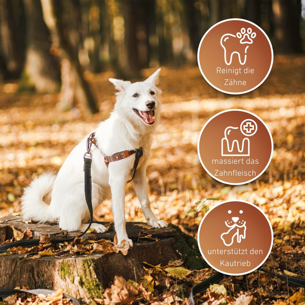 Weißer Hund im Wald. Icons: Reinigt die Zähne, massiert das Zahnfleisch, unterstützt den Kautrieb.
