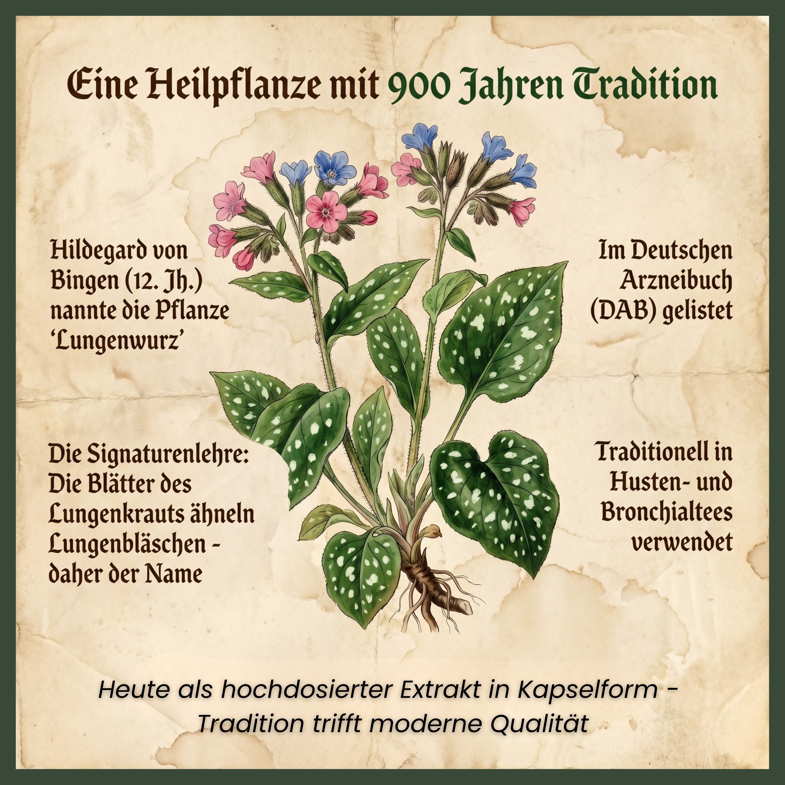supplenatura Rheinland® Lungenkraut Kapseln - 400mg hochdosierter Lungenkrautextrakt