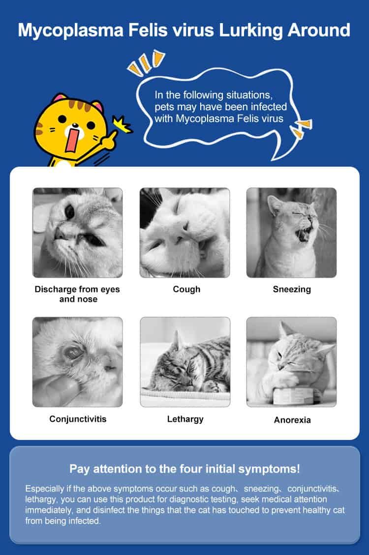 Informationen zu Mycoplasma felis Symptomen bei Katzen: Ausfluss, Husten, Niesen, Lethargie.