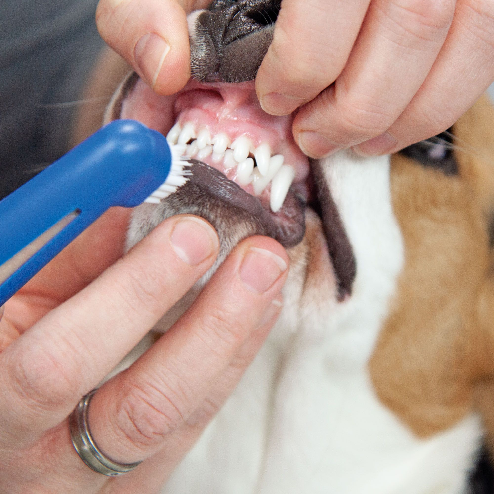 Finger Zahnbürsten Set Hundezahnbürste - Zahnbürste für den Hund