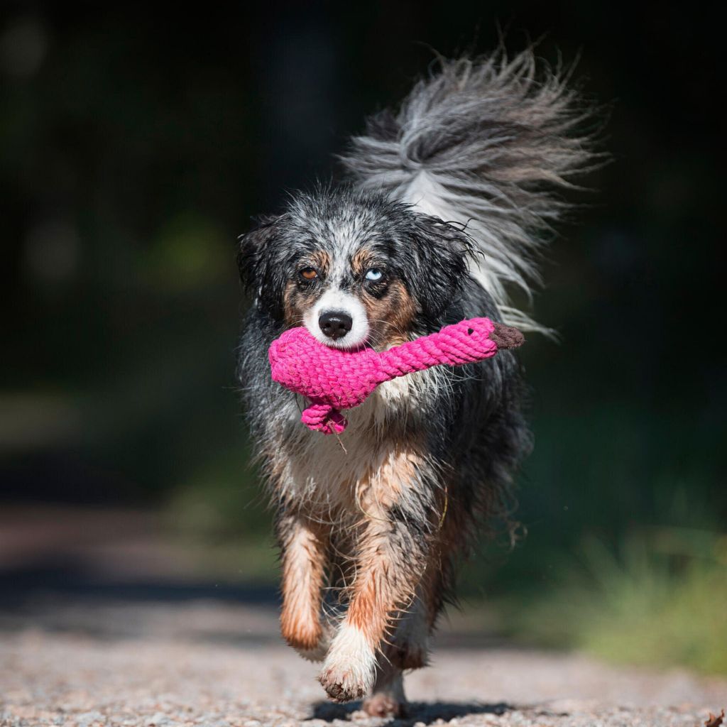 Hundespielzeug Franzi Flamingo - Laboni
