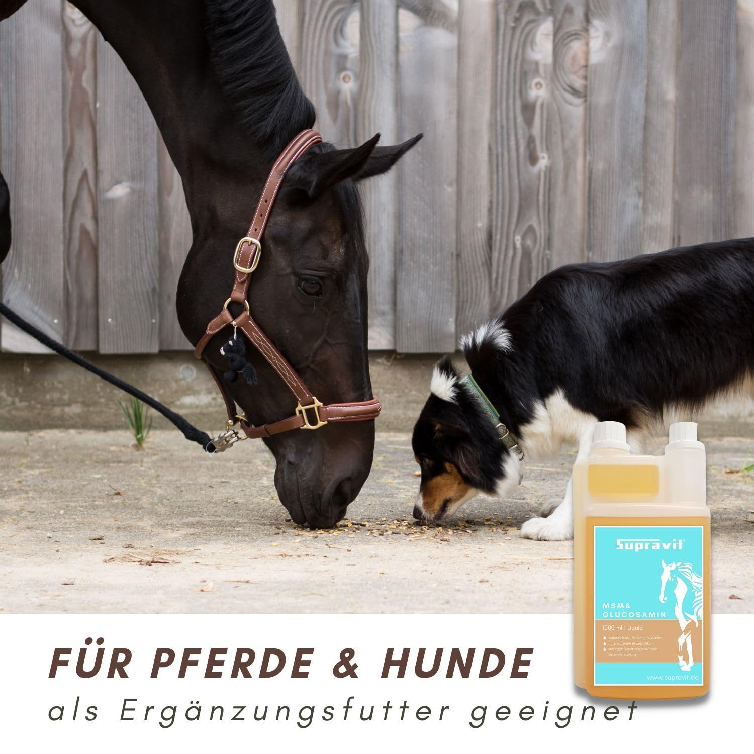 Flüssiges Ergänzungsfuttermittel. Aufschrift: Supravit MSM & Glucosamin. Flasche neben Pferd und Hund. Text: Für Pferde & Hunde.