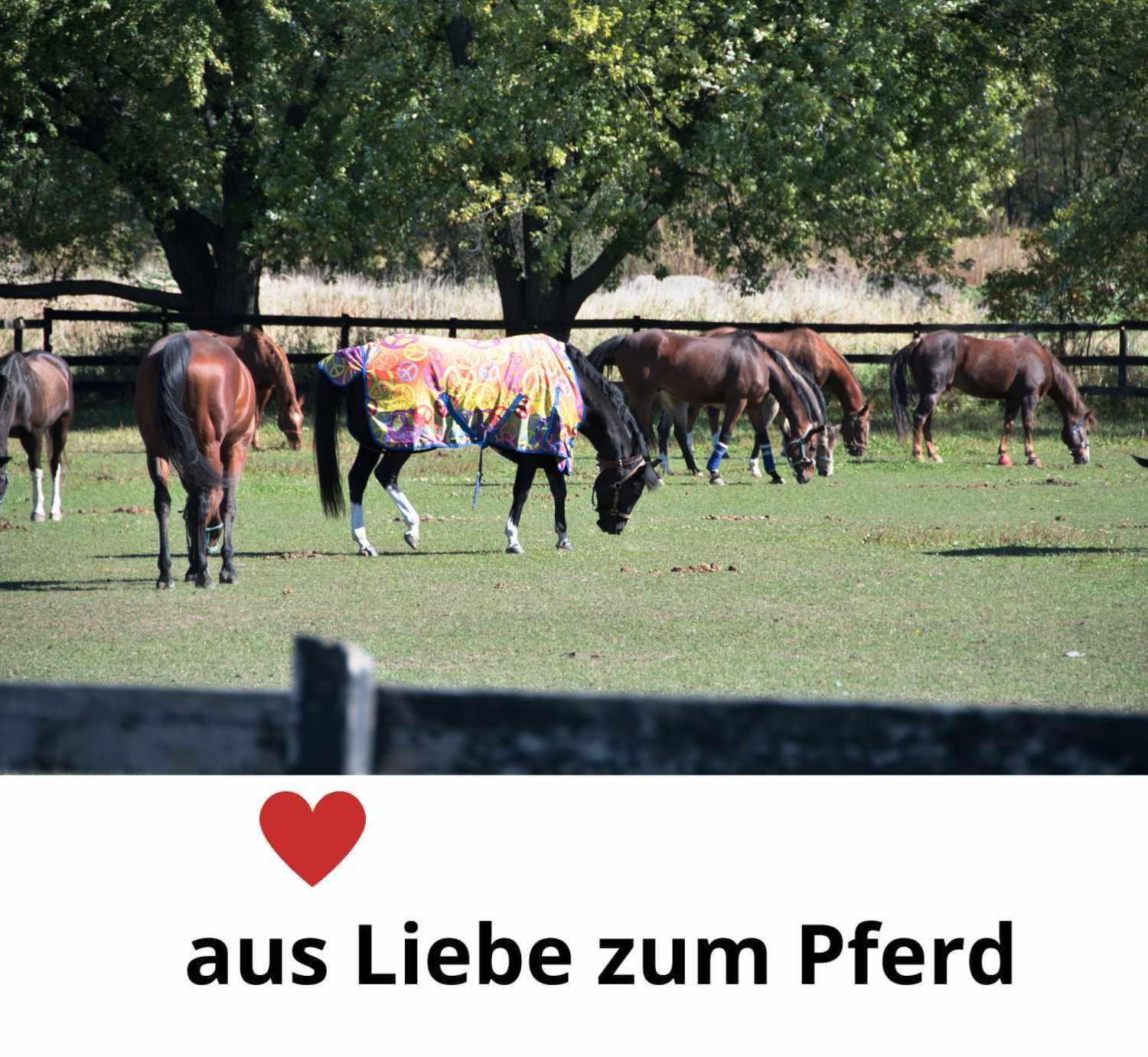 Mehrere Pferde auf einer Wiese. Einige tragen Decken. Text: aus Liebe zum Pferd, mit Herz-Symbol.