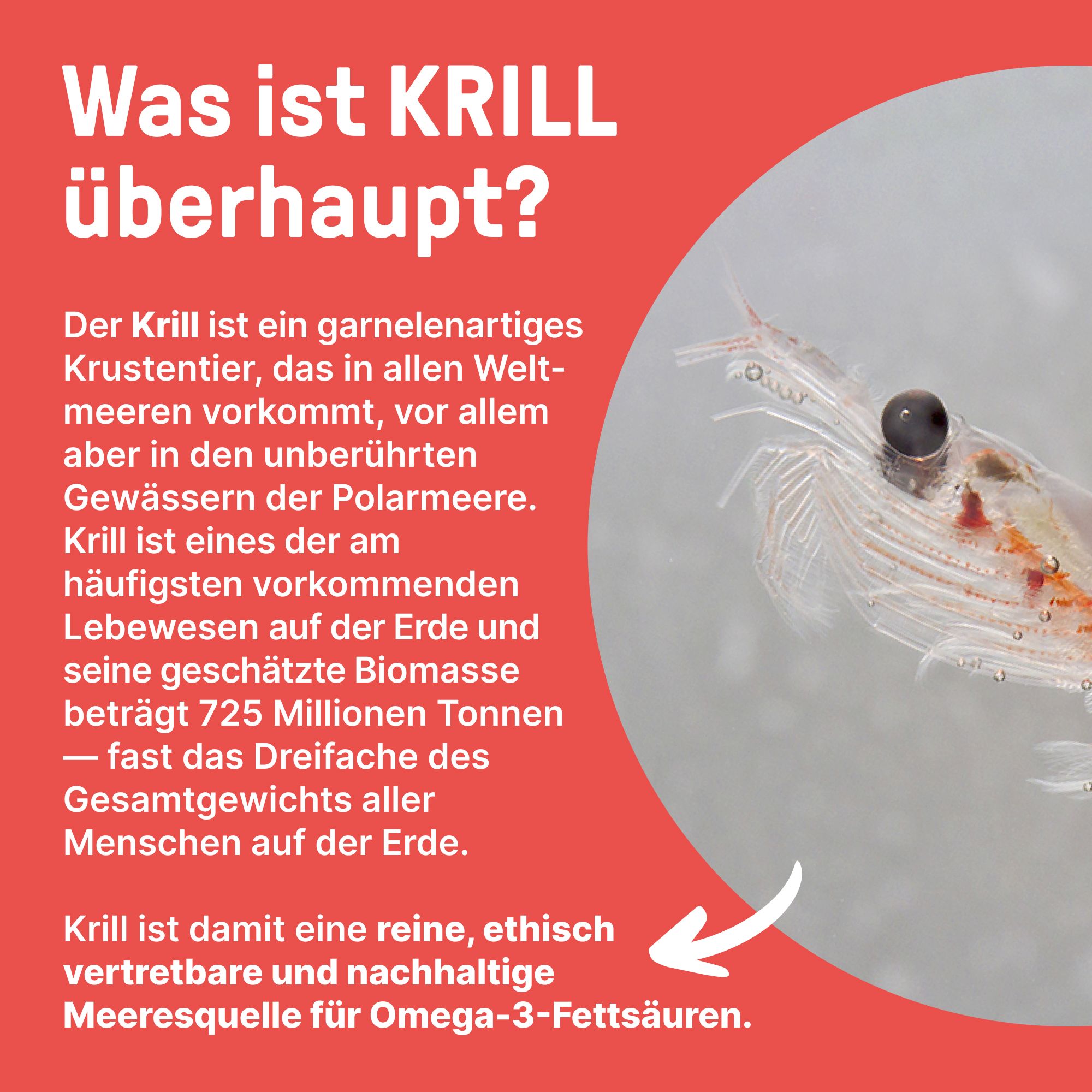 BRAINEFFECT Omega-3 Kapseln