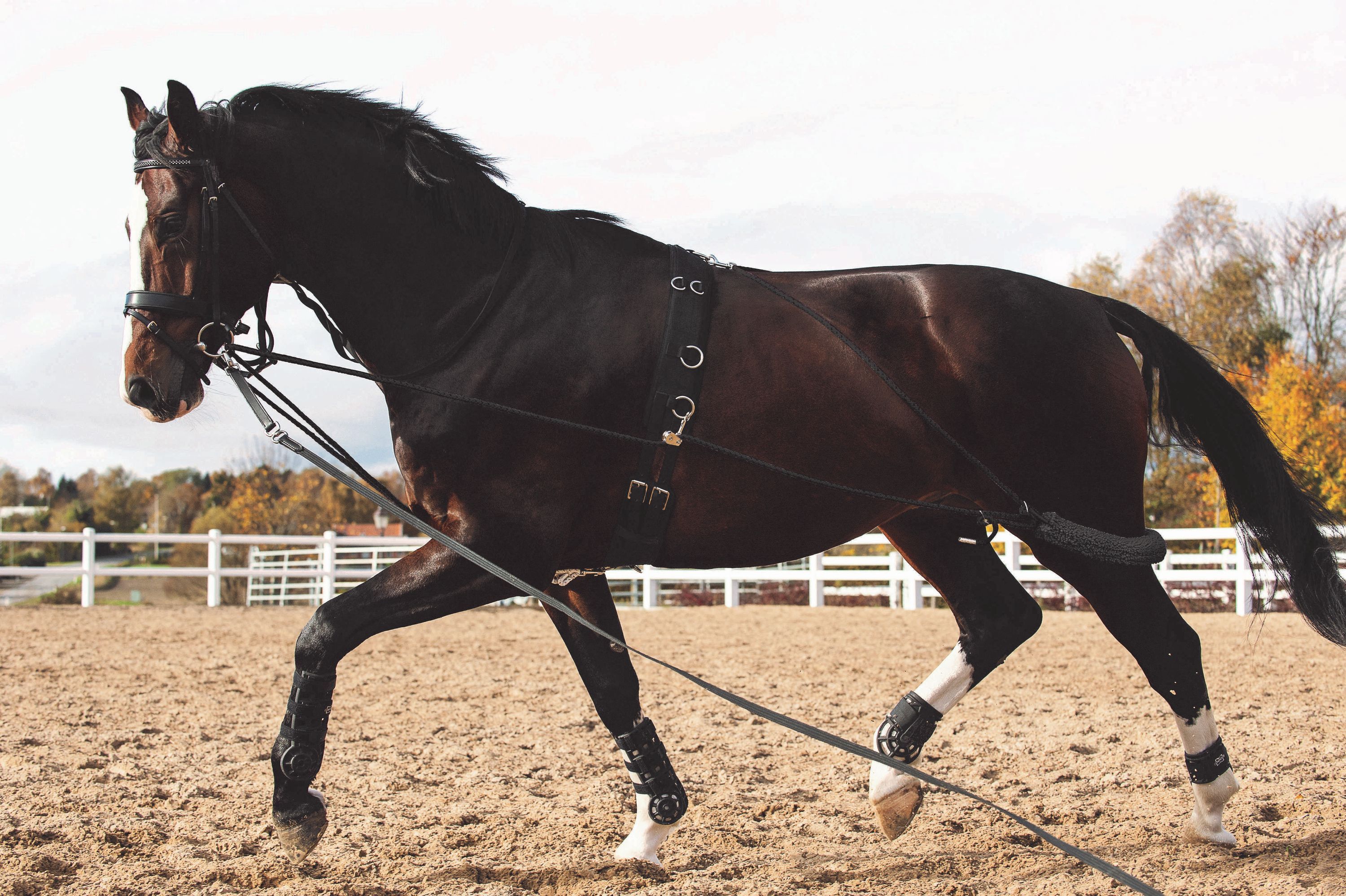 Cheval Longierhilfe Bodenarbeit