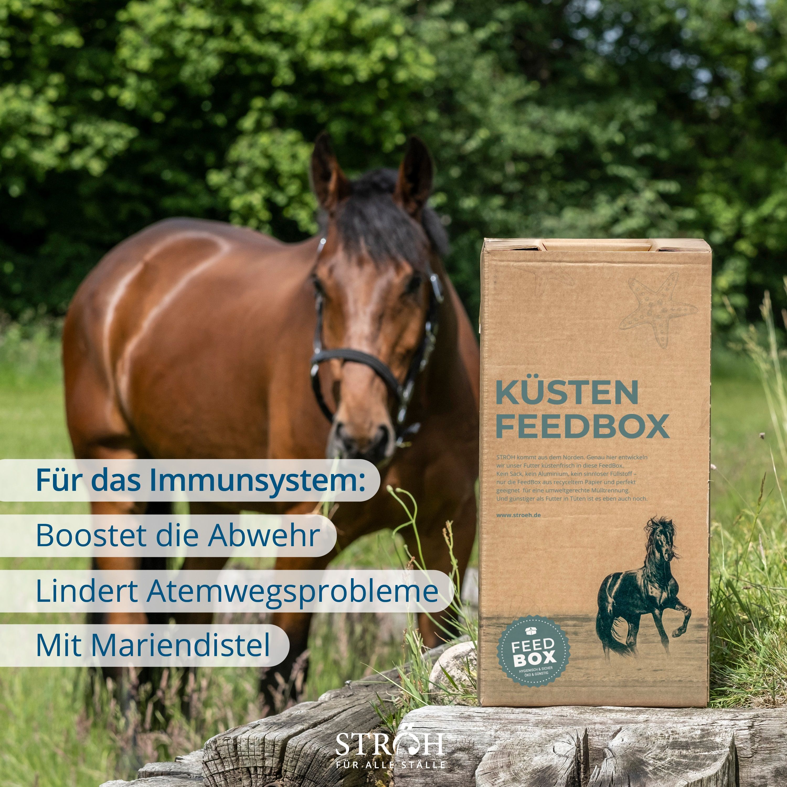 Pferd neben Küsten Feedbox mit Echinacea Müsli. Text: Für das Immunsystem: Boostet die Abwehr, Lindert Atemwegsprobleme, Mit Mariendistel.