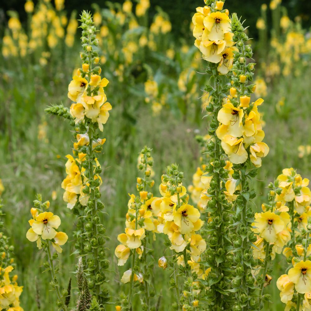 Nahaufnahme von gelben Königskerzenblüten in einem Feld. Hohe, grüne Stiele mit gelben Blüten. Natürliche Umgebung.