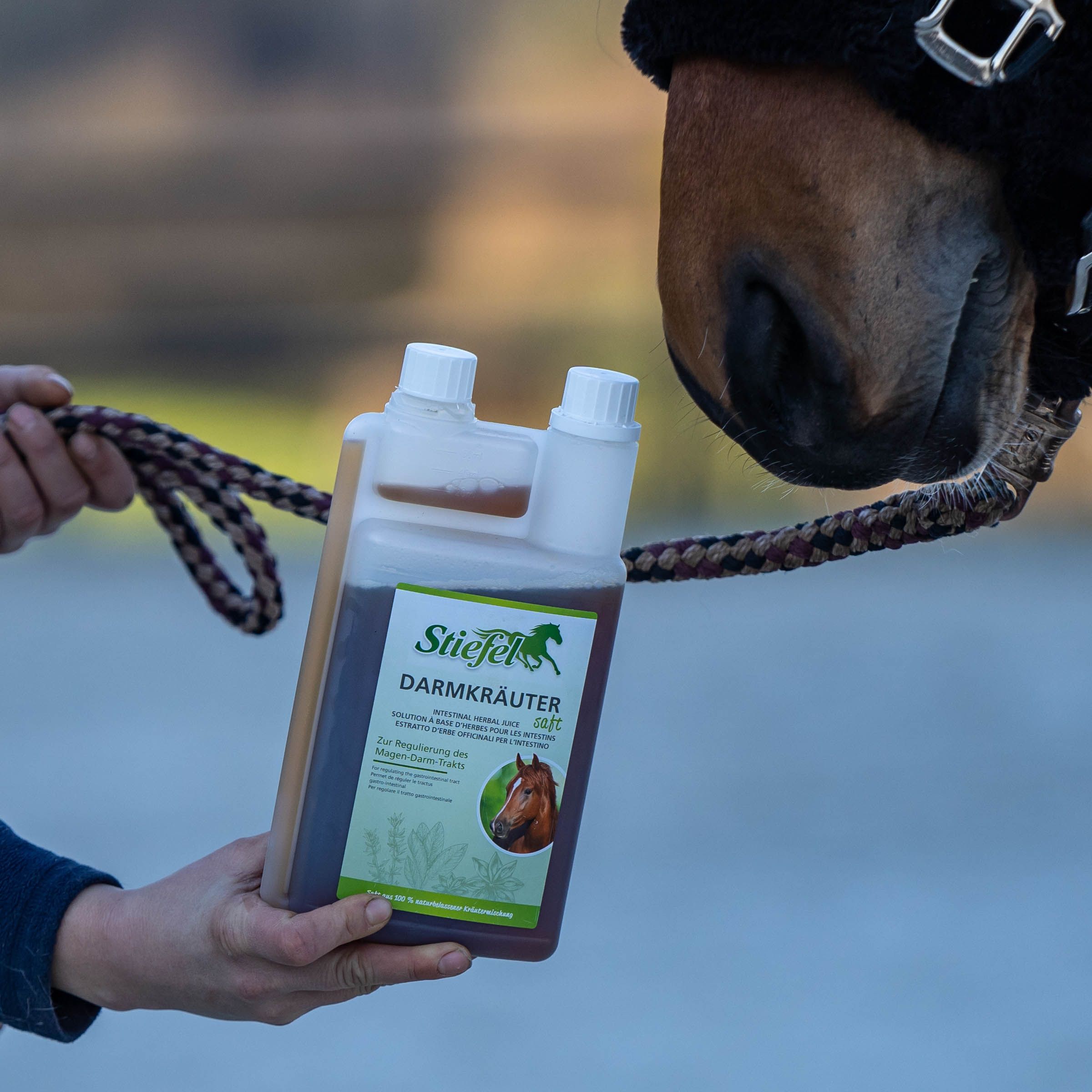 Person hält eine Flasche Stiefel Darmkräutersaft vor ein Pferd. Die Flasche enthält braune Flüssigkeit.