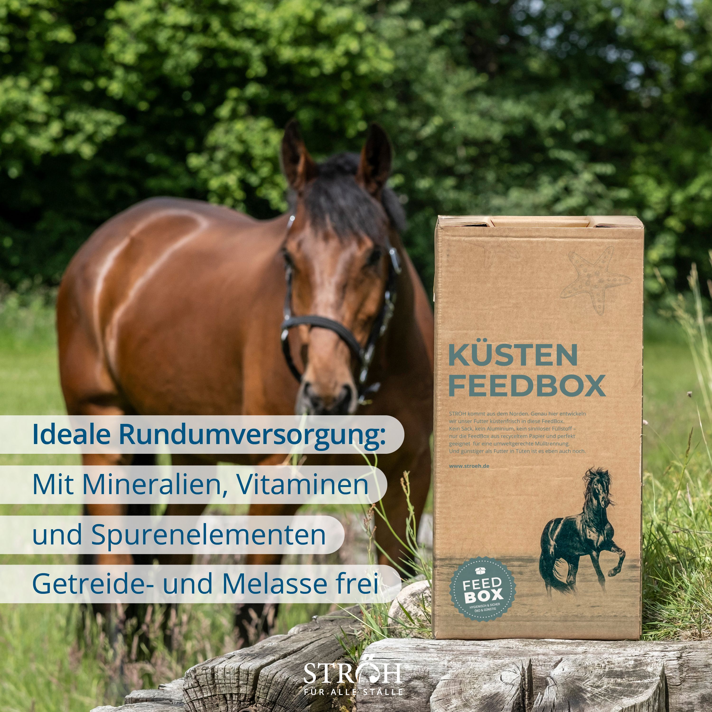 Pferd vor Naturhintergrund. Daneben Kartonbox "KÜSTEN FEEDBOX". Text: Ideale Rundumversorgung. Marke STRÖH.