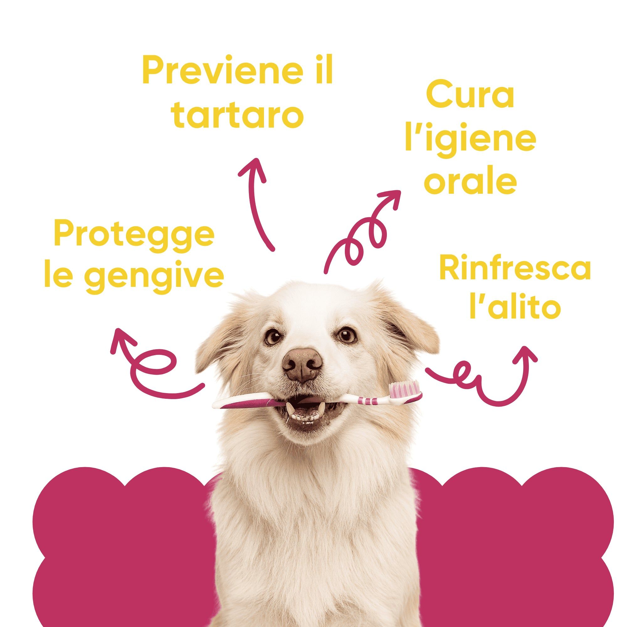 Hund mit Zahnbürste im Maul. Pfeile zeigen auf Text: Zungenhygiene, frischer Atem, Zahnfleischschutz, Vorbeugung von Zahnstein.