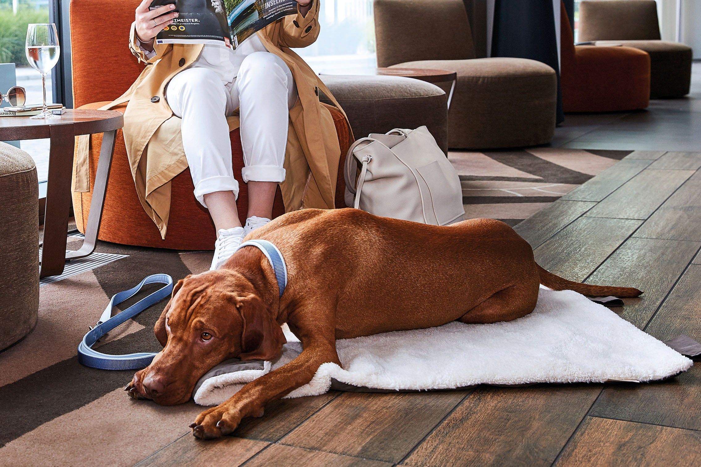 Hund liegt auf weißer Decke. Braunes Fell, blaues Halsband. Person sitzt, liest. Umgebung: Sessel, Tisch, Tasche.