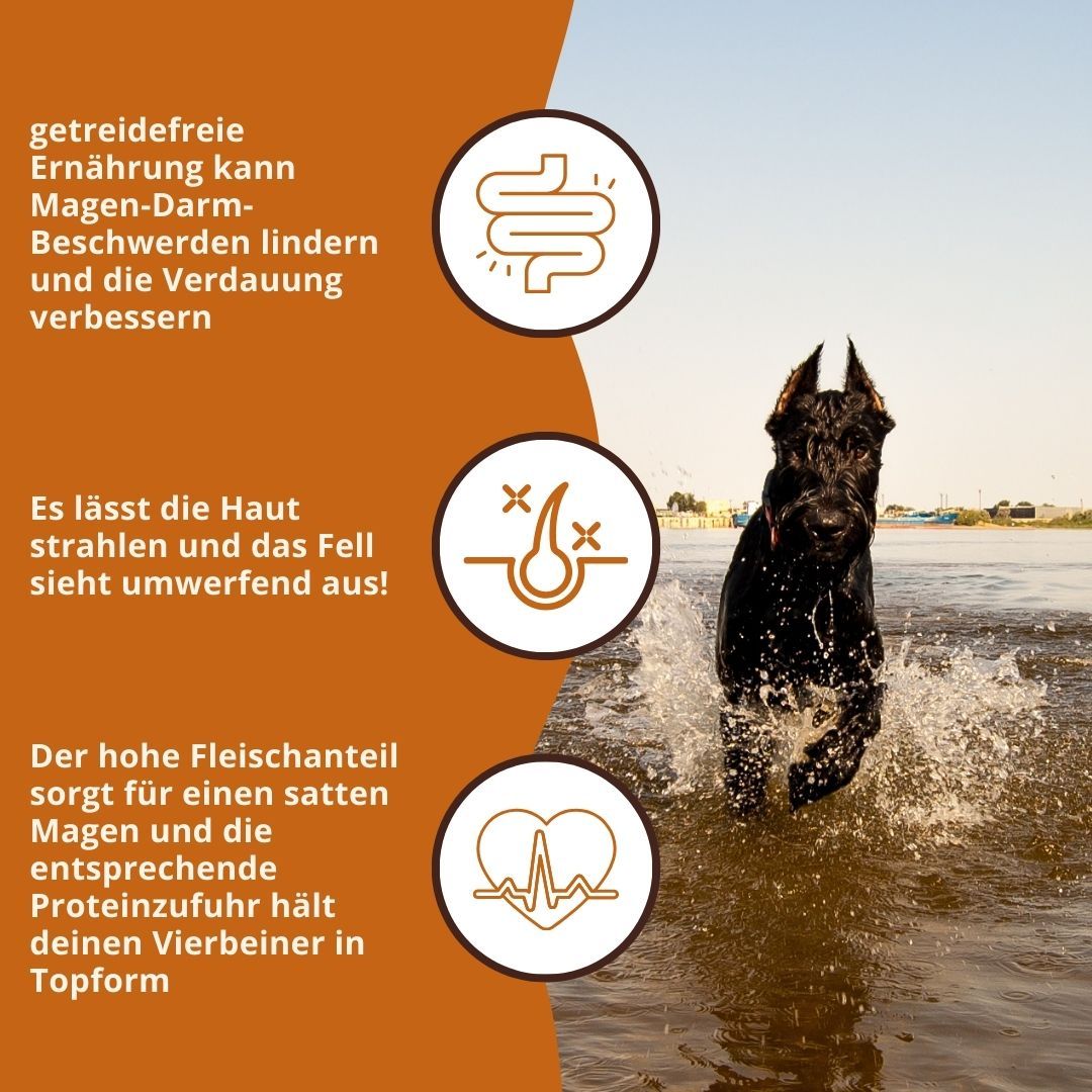 Hund im Wasser. Text: Getreidefreie Ernährung kann Magen-Darm-Beschwerden lindern. Hoher Fleischanteil für einen satten Magen.