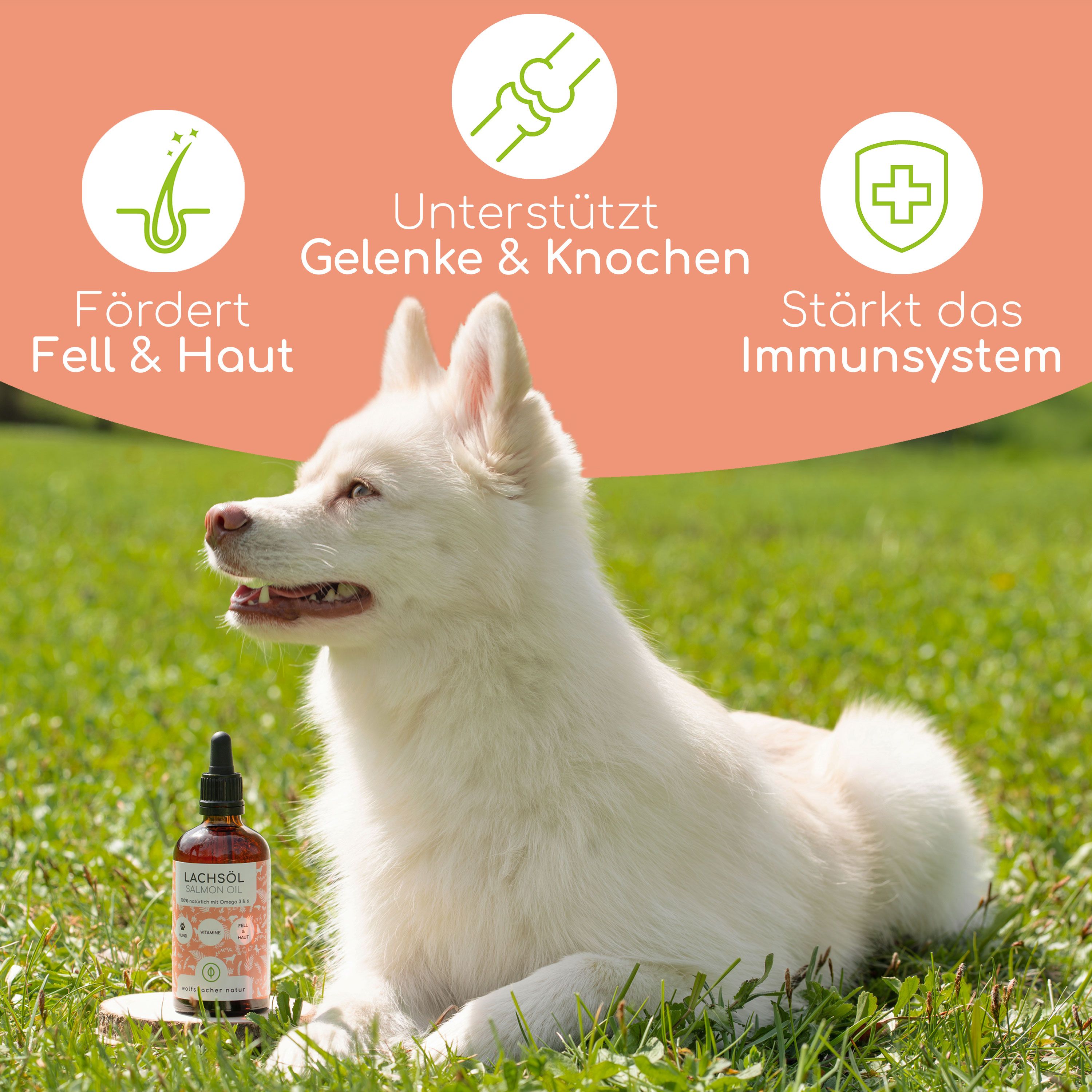 Weißer Hund auf Gras. Daneben eine Flasche Lachsöl mit Pipette. Grafiken zeigen Vorteile: Fell & Haut, Gelenke & Knochen, Immunsystem.